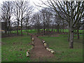 Woodland paths, Mile End Park