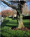 Tree near Torbay Hospital