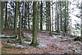 Woodland near Upper Yetts