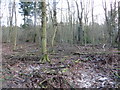 Deciduous woodland, Tentsmuir