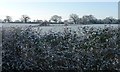 Farmland south-west of Sandy Lane