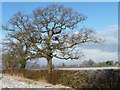 Roadside winter tree, Sandy Lane