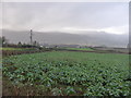 Fields above the Conwy valley