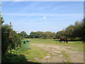 One of the horses on the former dog track, east Warwick