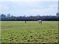 Two horses in a field