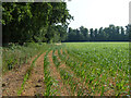 Field edge near Love Hill House Farm