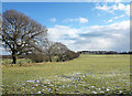 Field east of Hauxwell Farm