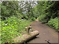 Path in Snake Hill Wood