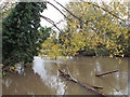 SP2965 : Leaning poplars, River Avon by Emscote Gardens, Warwick 2013, November 3 by Robin Stott