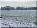 Farmland south of Newton Lane [4]