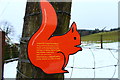 Information on the Red Squirrel