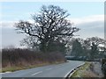 SJ4861 : Long Lane approaching Willow Farm from the west by Christine Johnstone