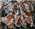NJ6925 : Frosted Beech Leaves by Anne Burgess