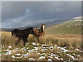 SN9818 : Wild horses on Cefn yr Henriw by Gareth James