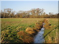 Drain in water meadows near Milton