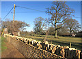 New Stone Wall, Kirtlington Park