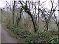 Wooded slope by the Tarka Trail