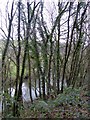 Bend in the River Torridge