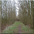 Bridleway off Loamy Hill Road, Tolleshunt Major