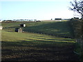 Grazing east of Flamborough