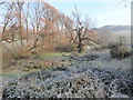 Frost, trees, wetland and sheep grazing, Symondsbury