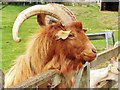 A Cotswold Farm Park Resident