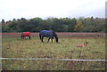 Horses in a paddock