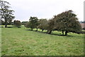 A row of hawthorn trees beside footpath