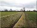 Path beside the dike at Askern Common