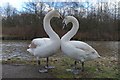 Loved-up swans in Sankey Valley Park