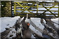 Geese at Villers Breton, Taddington