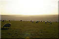 TQ1211 : Sheep grazing off the South Downs Way, late afternoon winter light by Christopher Hilton