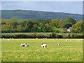 Pasture, Castle Sowerby