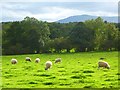 Pasture, Skelton