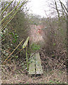 Overgrown footbridge, East Hanningfield