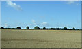 SP7391 : Crop field near Gallow Lodge by JThomas