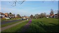 Tulips and Daffodils in Coley Park