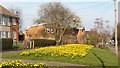 Daffodils and flowering trees in Coley Park