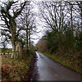 Tree-lined lane, 2