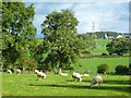 NY4243 : Pasture, Ivegill, Skelton by Andrew Smith