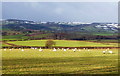 Pastoral scene at Plas-celyn