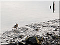 A solitary lapwing beside the River Taw