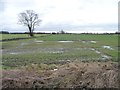 Tree on a field boundary, southern edge of Hambleton