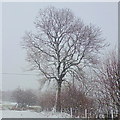 SO2736 : Oak tree in snow by Jonathan Billinger