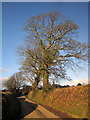 Trees by the lane to St Cleer