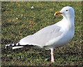 Herring gull, Ballyholme, Bangor (February 2015)