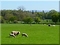 Pasture, Hesket