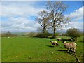 Pasture, Calthwaite, Hesket