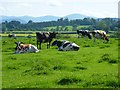 Pasture, Hesket