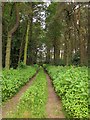 Track, Mixenden Plantation